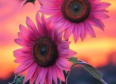 SER FELIZ É SURPREENDER E VIVER !!!…