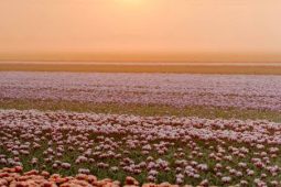 SER FELIZ MORA NUM LUGAR SIMPLES, HARMONIOSO, LUMINOSO E PODEROSO…