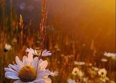 SER FELIZ É ACORDAR COM GRATIDÃO… ADORMECER COM MOTIVAÇÃO, PARA CONTINUAR A SONHAR …